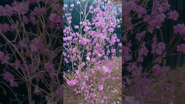 Багульник на даче смотреть онлайн