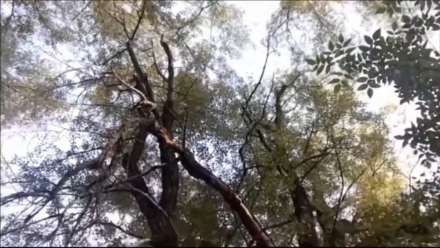 1 й Выпуск Мобильный дневник В гостях у лешего смотреть онлайн