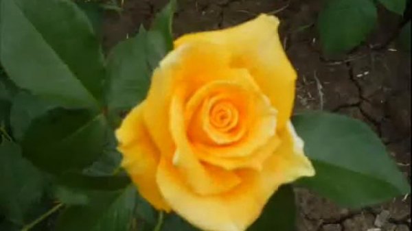 розы Донецка