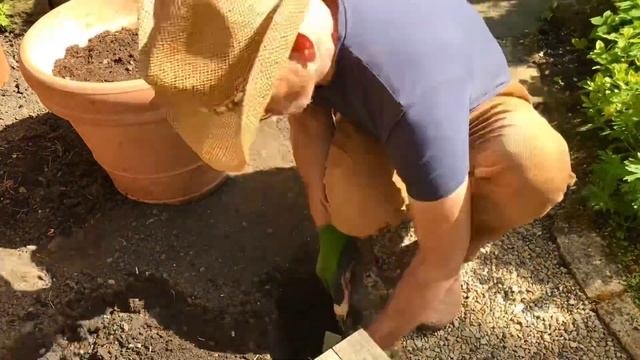 Planting A Buxus Hedge Boxwood Hedging #boxwood #buxus #planting #hedge #hedging #gardening Boxwood