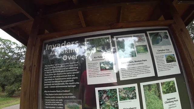 ГУЛЯЮ ПО ПАРКУ EAGLE LAKE В АМЕРИКЕ (США) ВО ФЛОРИДЕ. НЕОБЫЧНЫЕ РАСТЕНИЯ И БОЛЬШОЕ ОЗЕРО смотреть онлайн