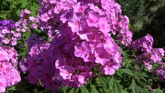 Флокс метельчатый КОСМОПОЛИТЕН -Cosmopolitan - выведен J.Verschoor смотреть онлайн