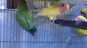 Красивое и веселое пение и чириканье розовощеких неразлучников.  Новинка.