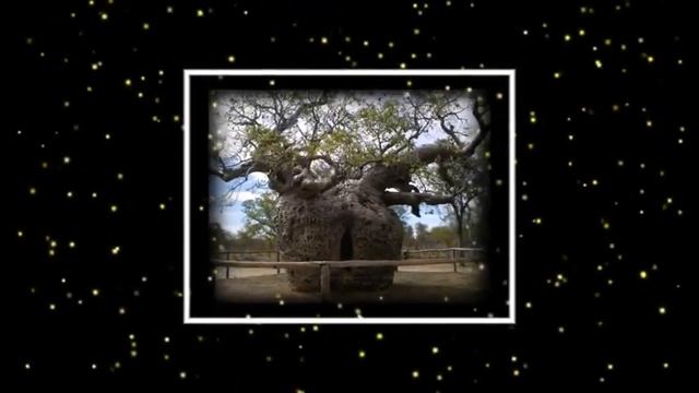 Величественное Дерево Баобаб