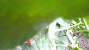 Томат Малиновый десерт радует глаз.