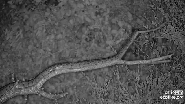 Rock Python on the move. Explore.org 20 February 2022 смотреть онлайн