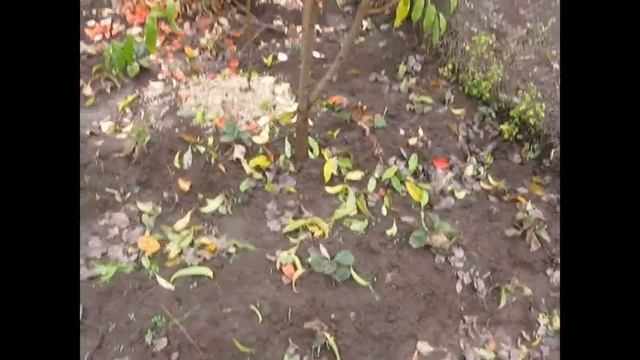 Осень, опрыскивание ,персики, цветочные почки...