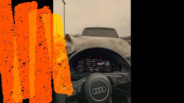 Blue Mitted Ragdoll Cat - Funny Moments #ragdoll #bluemitted #funnycat #catvideos #funnycatvideos