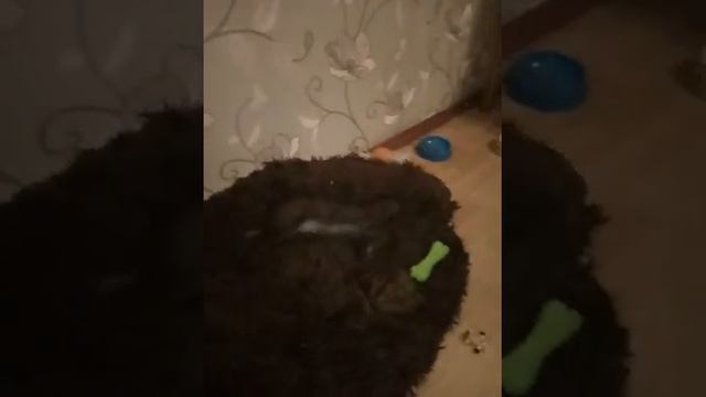 спрей от блох Dixie.Насколько эффективен?Шпиц. смотреть онлайн