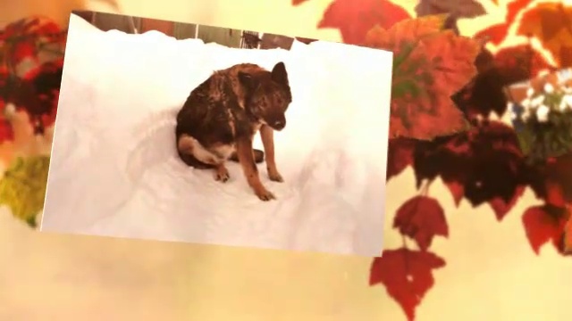 Осень, листья. Видео из фото. смотреть онлайн