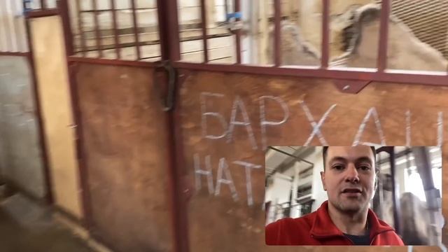 Дан Запашный и его САМОЕ ленивое видео о животных! / Про Тайган / На конюшне Магнитогорского цирка смотреть онлайн