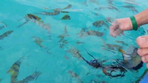 Отель Риф Оазис бич Резорт Египет Шарм эль Шейх 3.02.2021