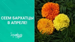 Сорта бархатцев - на любой вкус. Сеем  бархатцы в апреле!
