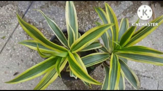 Does the Song of India plant need sunlight?Songs of India/ Dracaena Reflexa Careड्रेकेना रिफ्लेक्सा смотреть онлайн