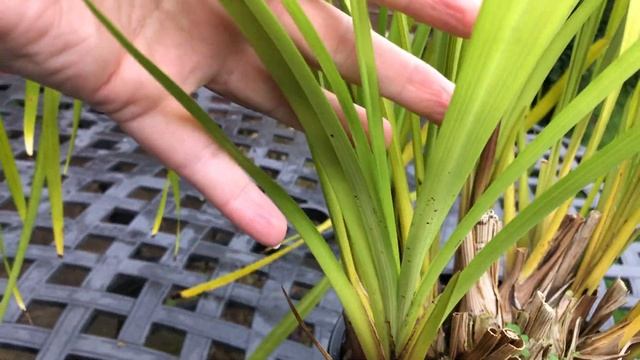 У особенного цимбидиума особенные цветоносы?. Cymbidium 'Yamatonadeshiko' . Mои цимбидиумы смотреть онлайн