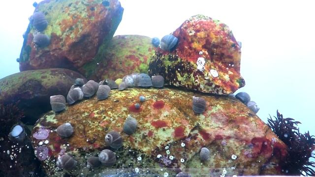 Littorina Littorea, time lapse, intervall 5sek, 25bps смотреть онлайн