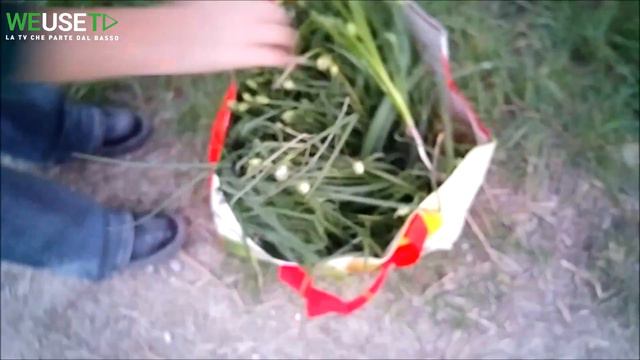 Allium Roseum (aglio Selvatico Commestibile) - Erbe Spontanee E Piante Selvatiche