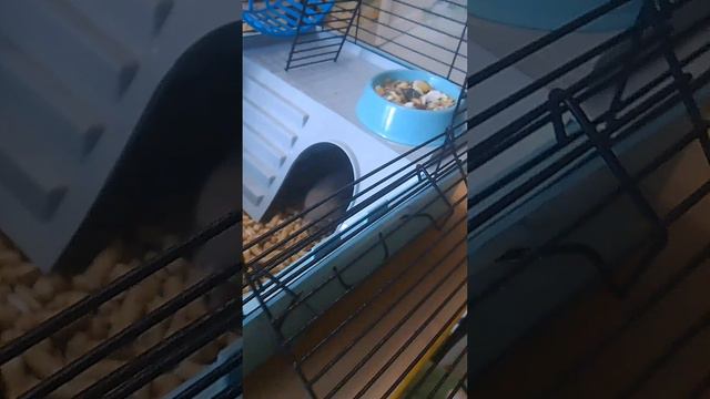 показываю хомяка смотреть онлайн