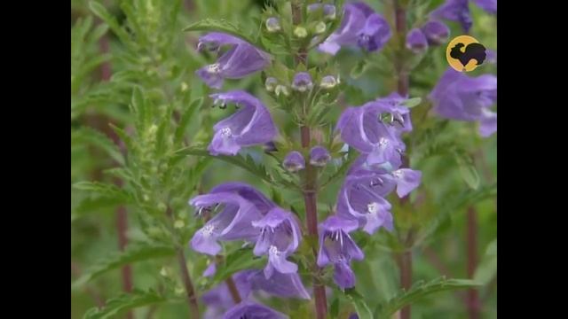 Мелисса или лимонная мята смотреть онлайн