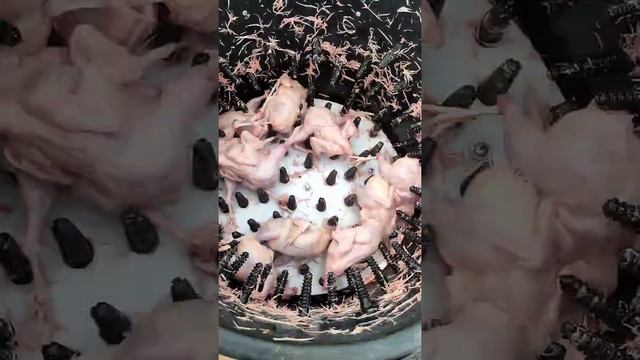 Так делается деликатес. Перепелиное мясо смотреть онлайн