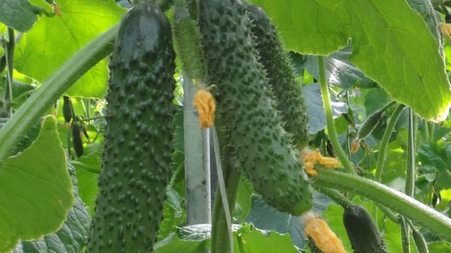 Консультант Садовода на Усадьбе №10 смотреть онлайн