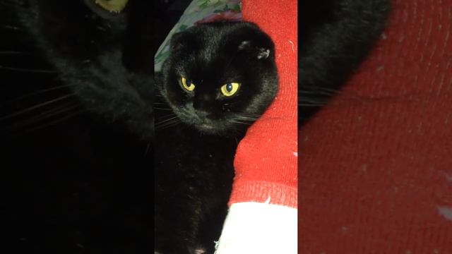 К лечению сломанной ноги приступил чёрный доктор смотреть онлайн