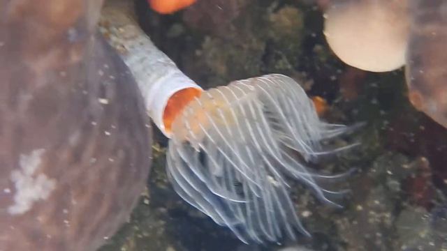 serpula sp. смотреть онлайн