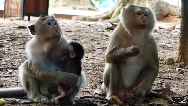 Ommg!.. Newborn Baby Monkey Not Care From Her Mom L Adorable Baby Monkey