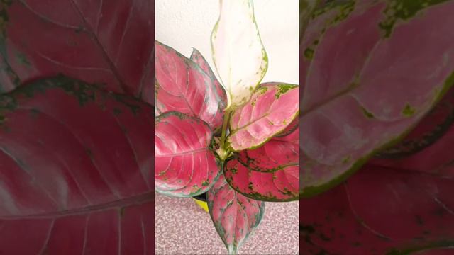 AGLAONEMA RED BEAUTY (silent LS)