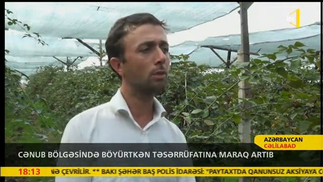 Paşayev Müasir  Böyürtkən Təsərrüfatını Necə Qurub?#ежевика#blackberry