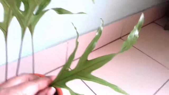 ULTIMATE KANGAROO FOOT FERN CARE GUIDE || MICROSORUM DIVERSIFORLIUM- Houseplant Care || BLOOMING BE