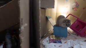 24 ЧАСА В КАРТОННОМ ДОМЕ С ЖИВОТНЫМИ И МАЛЫШКОЙ