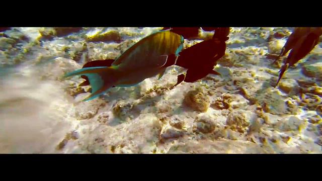 Maldives in a minute смотреть онлайн