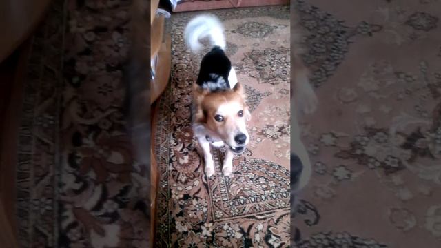 поющий двортерьер смотреть онлайн