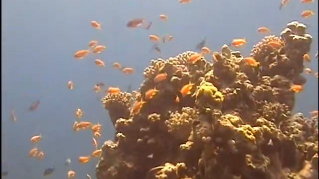 8.3.12,красное море,водолаз в первый раз))))Teil 2 смотреть онлайн