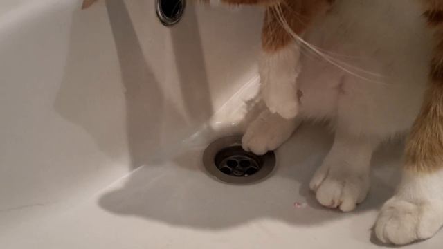Кошка Маня играет с водой