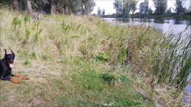 Прогулка с доберманом, который любит плавать. Doberman Loves To Swim.
