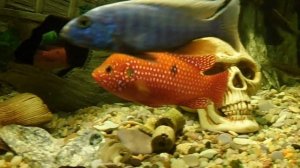 Цихлида ХРОМИС КРАСАВЕЦ.