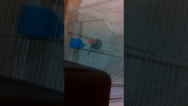 Мой попугай кушает морковь! :)