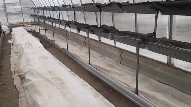 Клубника в ведрах! Цветение клубники ! смотреть онлайн