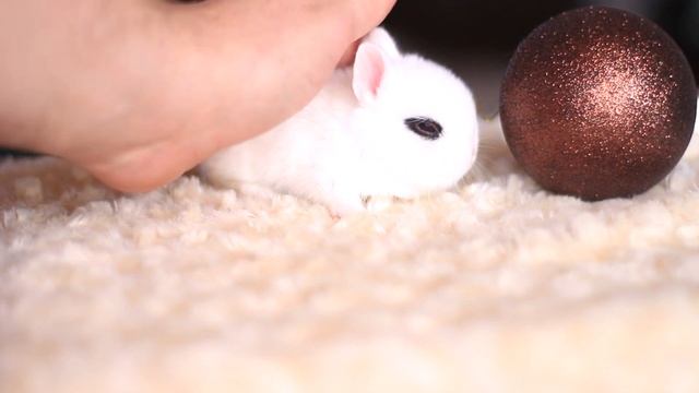 Юся, цветной карликовый кролик хотот, девочка смотреть онлайн