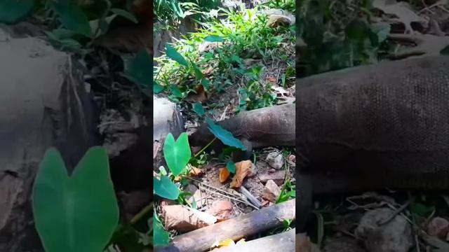 Шри-Ланка.Дикая часть острова. #шриланка #путешествия смотреть онлайн