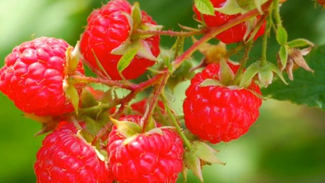 МАЛИНА - ПОЛЬЗА И ВРЕД | какие витамины содержит малина, свойства малины смотреть онлайн