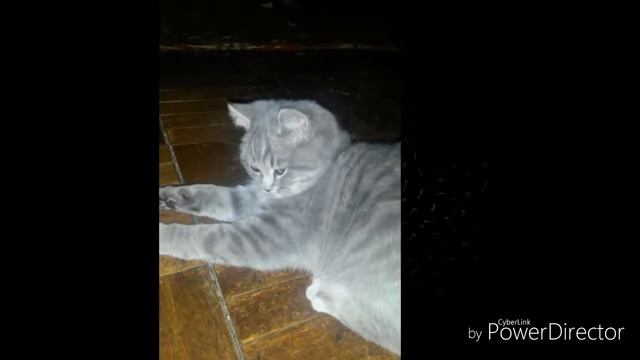 Кошка Ксю.Часть 1 смотреть онлайн