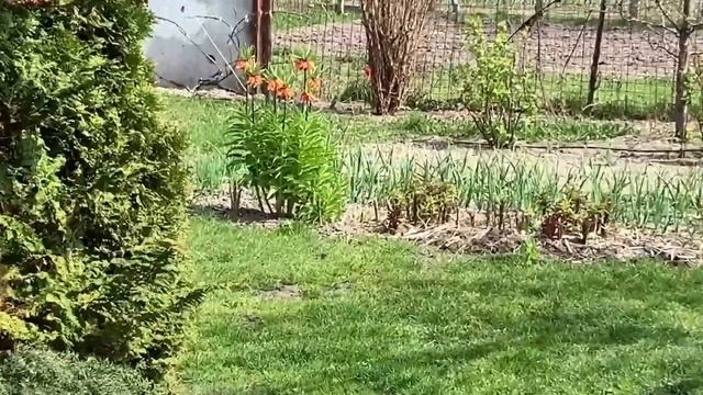 ЖИЗНЬ в ГЛУХОЙ ДЕРЕВНЕ. БЕЛАРУСЬ. РЯБЧИК ИМПЕРАТОРСКИЙ ЗАПАХ не ПЕРЕНОСЯТ мыши,кроты,землеройки. смотреть онлайн