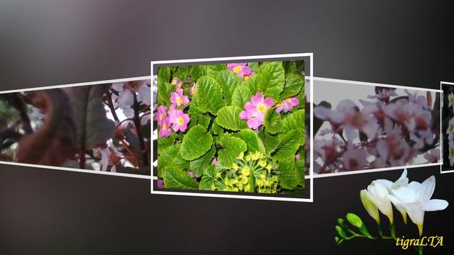 Чайковский Вальс цветов смотреть онлайн