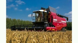 Как колосок стал хлебом