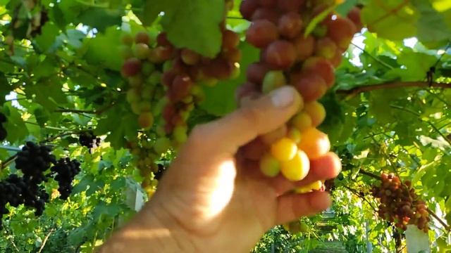 Сорта винограда с мускатом Королёк и Ласточка смотреть онлайн