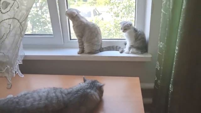 Кого больше Котенок любит? Маму кошку или Папу кота? смотреть онлайн