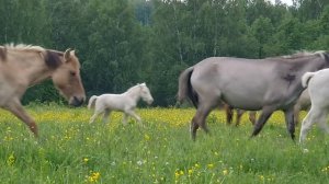 Ранчо на Урале/ Башкирская порода лошадей/ Аборигенная лошадь